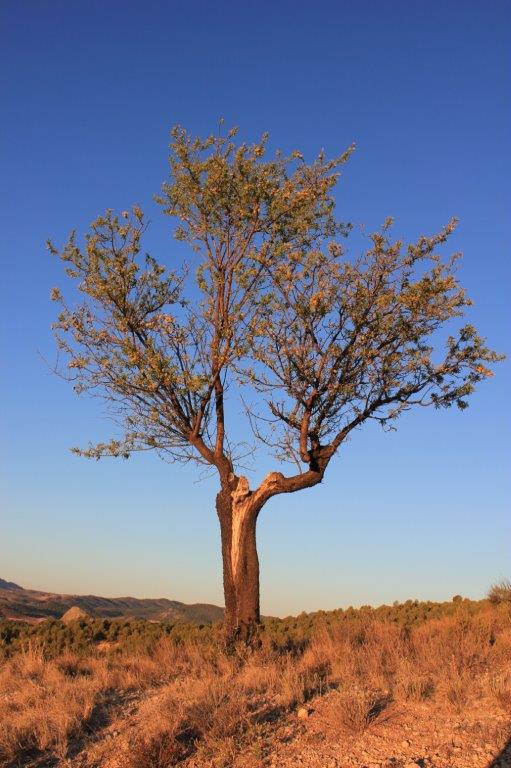 Almond Tree | Finca Xanadu | Adult Only Retreat | Spain